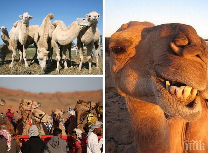 Няма да повярвате! Ето защо 12 камили бяха дисквалифицирани от конкурс за красота в Саудитска Арабия