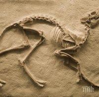 НЕВЕРОЯТНО! 10-метров динозавър изпълзя от пясъците на Сахара