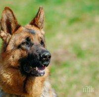 ЧЕЛЕН ПРИМЕР! Куче получава помощи за безработни