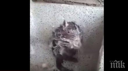 хит видео плъх взема душ предизвика сензация социалните мрежи видео