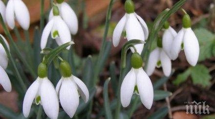 вниманието зелените всичко блатното кокиче наред