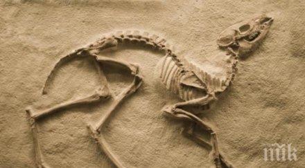 невероятно метров динозавър изпълзя пясъците сахара