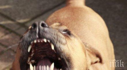 челюсти европа питбулите забранени карта