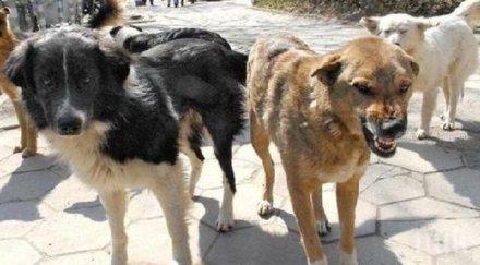 бездомните кучета изчезване