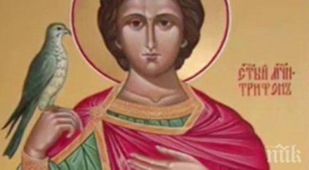 голям празник църквата почита мъченик трифон