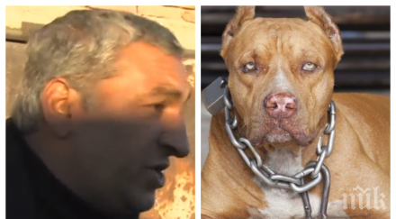 шок ужас свирепият питбул завлякъл разкъсаното дете къщичката