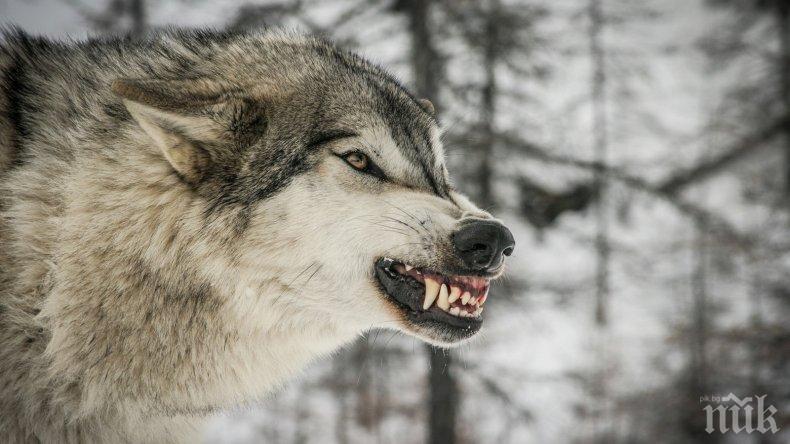 Озверели от глад и студ вълци и лисици нападнаха села в Пиринско
