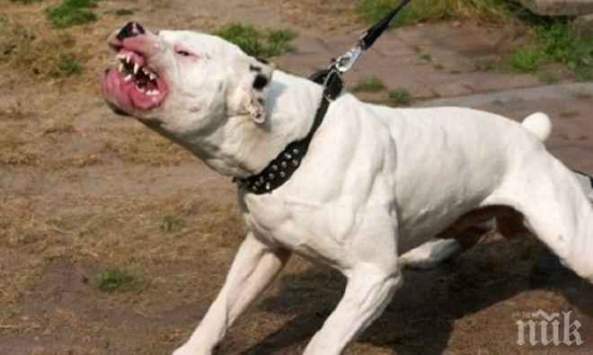 Прокуратурата повдигна обвинение на собственика на питбула, убил 3-годишното дете