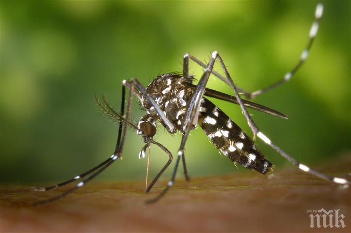 ОТКРИТИЕ! Учени с ефективен метод за борба с ухапванията от комари