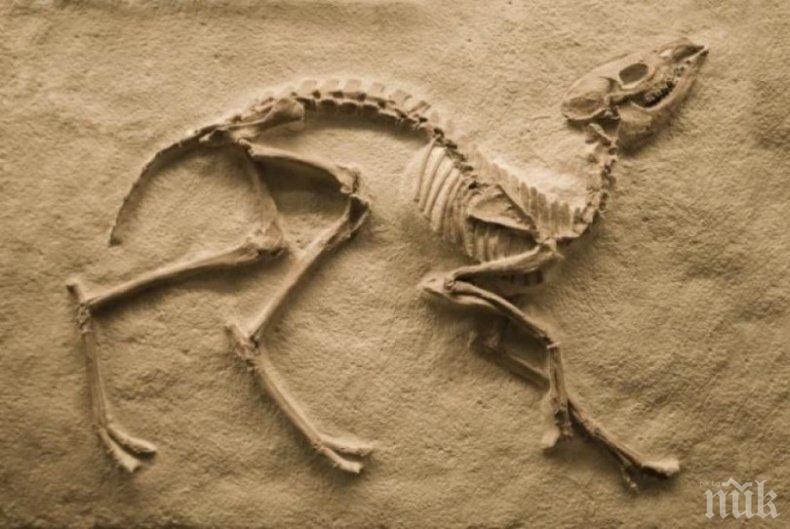 НЕВЕРОЯТНО! 10-метров динозавър изпълзя от пясъците на Сахара