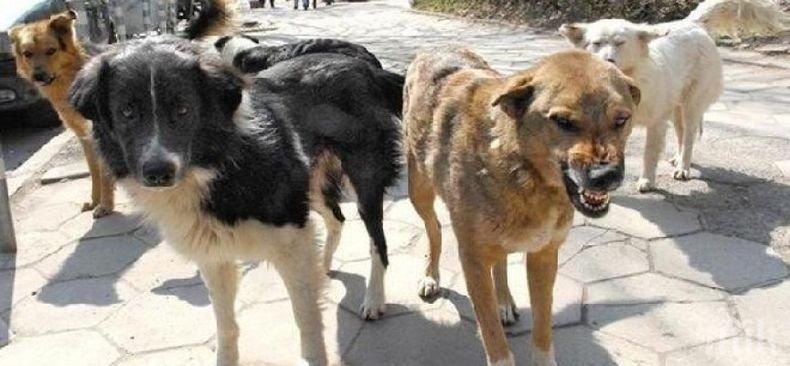 Бездомните кучета са на изчезване