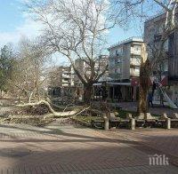 Областният управител на Враца след ураганните ветрове в региона: Ситуацията е овладяна