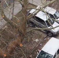 паднали клони вдигнаха накрак софийските пожарникари