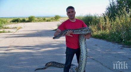 чешит видинчанин змии