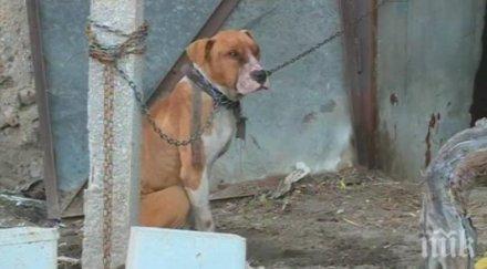 изправят съда собственика питбула убиец мокрище