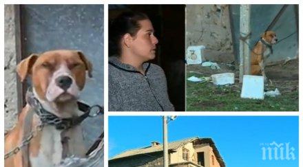 прокуратурата иска задържане стража стопанина питбула уби дете
