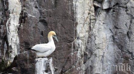 почина самотната птица света видео