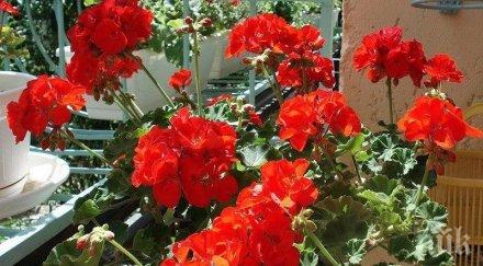 сложете цвете дома вашия организъм случи чудо невиждано