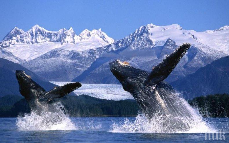 ТРЕВОЖНО! Шест студени места, които буквално се топят