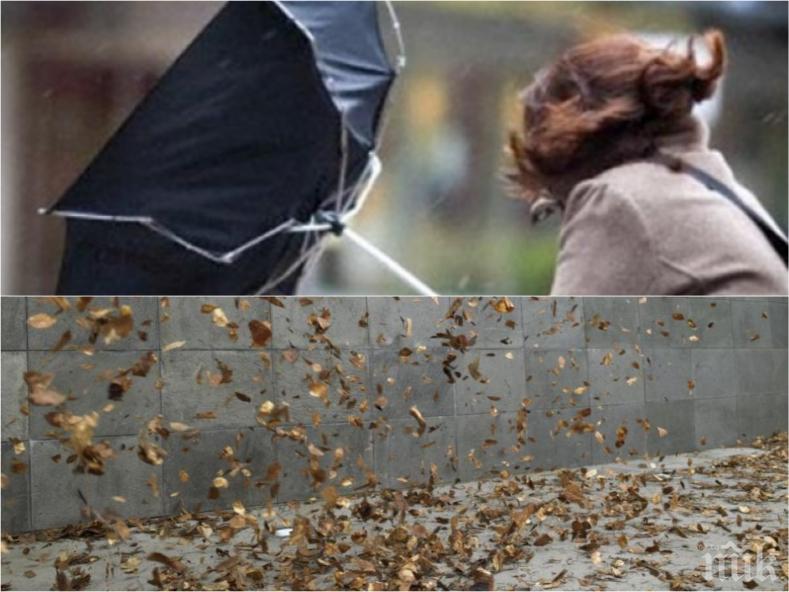 УЖАС! Силният вятър събори топола, мазилка рани жена в София (СНИМКИ)