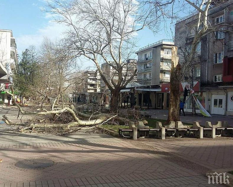 Областният управител на Враца след ураганните ветрове в региона: Ситуацията е овладяна