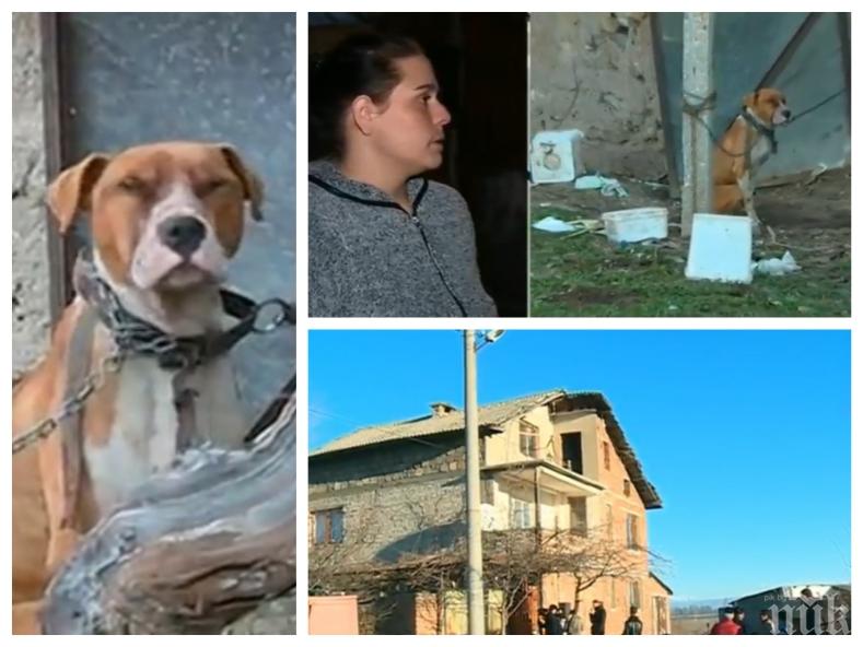 Прокуратурата иска задържане под стража за стопанина на питбула, който уби дете