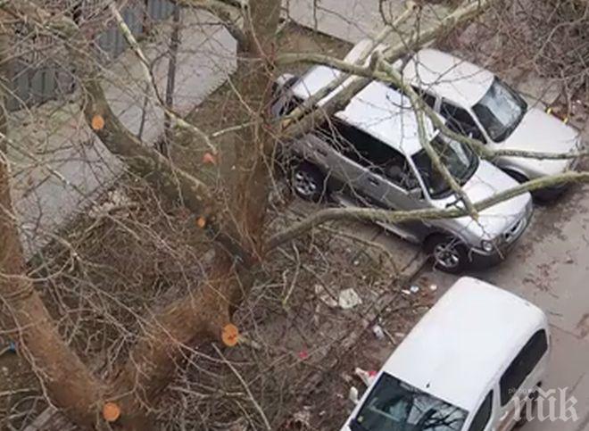 Паднали клони вдигнаха накрак софийските пожарникари