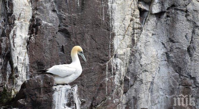 Почина най-самотната птица в света (ВИДЕО)
