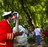 Птичи грип уби лебедите на Елизабет II