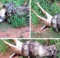 Лакомник! Четириметров питон изяде цял елен пред погледа на туристи в Шри Ланка