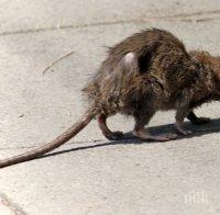 Напаст от мишки след топлата зима