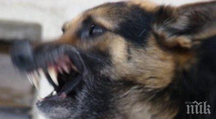 зло куче нападна годишния син бизнесмен