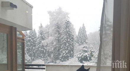 котаракът генерал деси ошишка резиденция бояна