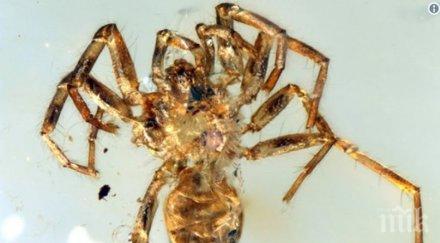 паяци опашки бродели 100 млн години снимки