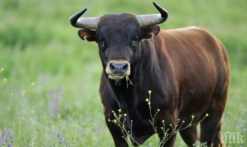 Бик уби собственика си