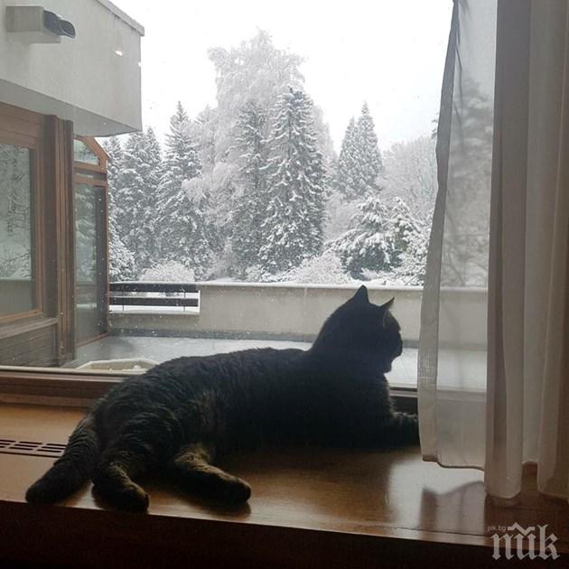 Котаракът на Генерал Деси се ошишка в резиденция Бояна