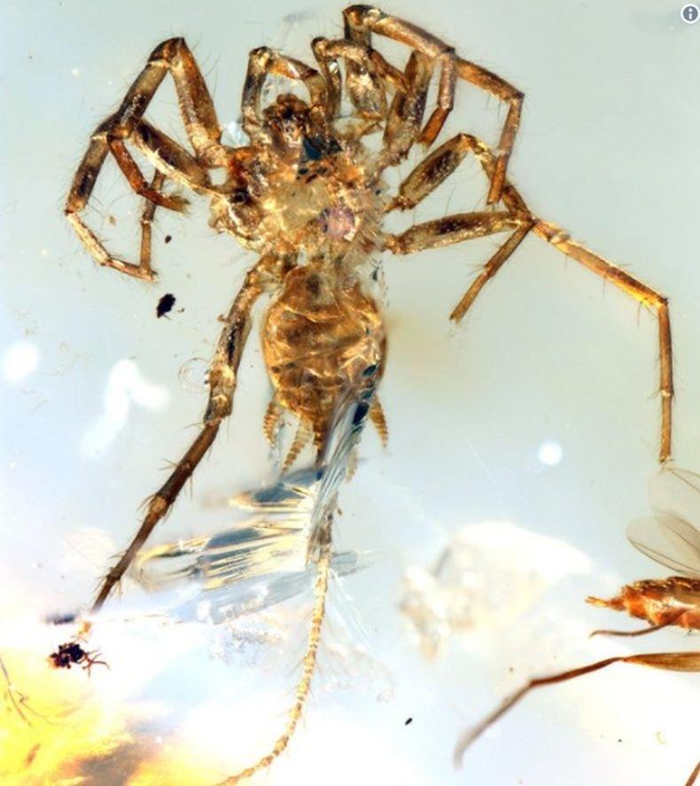 Паяци с опашки бродели преди 100 млн. години (СНИМКИ)