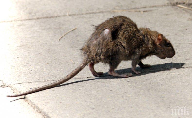 Напаст от мишки след топлата зима
