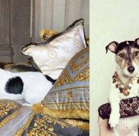 Кучето на Донатела стана лице на 