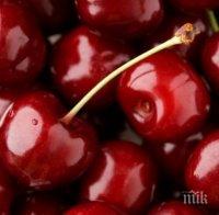 Черешите с цена на злато