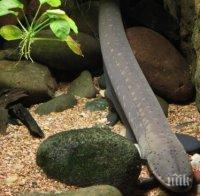 Разбиха канал за трафик на змиорки