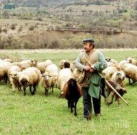 ШАШ! Внасяме овчари от чужбина