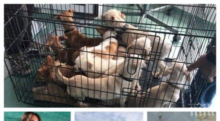 уникум нап обяви търг кучетата концлагера звездица спасителката светлана хънт изригна бирниците снимки