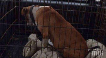 прибра питбула убил годишния тошко