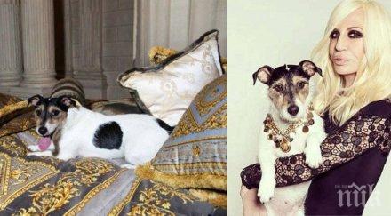 кучето донатела стана лице версаче снимки