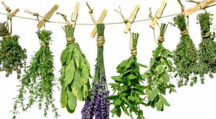 полезно бабини илача болно гърло