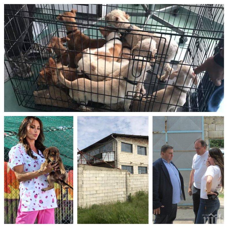 УНИКУМ! НАП обяви на търг кучетата от концлагера в Звездица! Спасителката им Светлана Хънт изригна срещу бирниците (СНИМКИ)