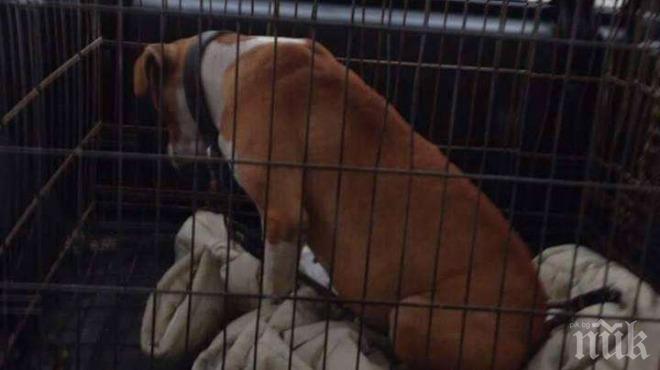 Ето кой прибра питбула, убил 3-годишния Тошко