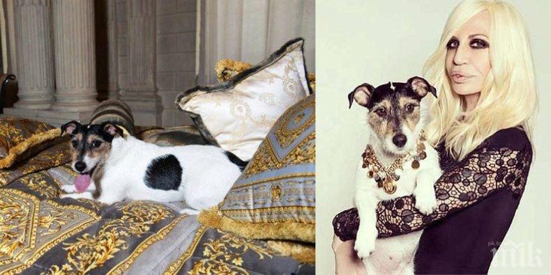 Кучето на Донатела стана лице на Версаче (СНИМКИ)