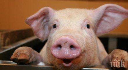 учени пловдив важно откритие прасетата наддават фураж маслодайна роза